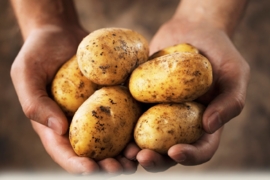 Экологически чистая продукция.Не используем химические удобрения, вредные для здоровья вещества и ГМО для обработки картофеля